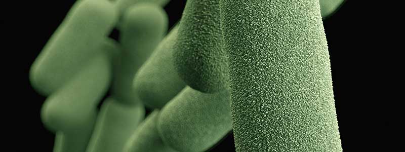 Prodigio - Microalgas y bacterias: Herramientas biotecnológicas en agricultura sostenible